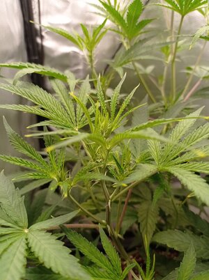 Grow 4 Day 33b.jpg Grow 4 Day 33b.jpg