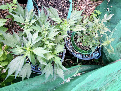 large.IMG_20230619_202804_245.jpeg.c08891b05b917b4bc0866fc6c830d300.jpeg large.IMG_20230619_202804_245.jpeg.c08891b05b917b4bc0866fc6c830d300.jpeg