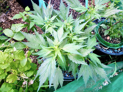 large.IMG_20230619_202811_630.jpeg.fd91186bf8b40aeb4776e76188ed0f32.jpeg large.IMG_20230619_202811_630.jpeg.fd91186bf8b40aeb4776e76188ed0f32.jpeg