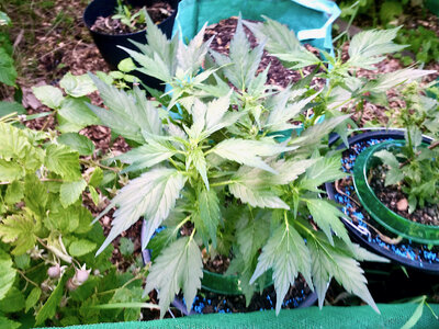 large.IMG_20230619_202829_341.jpeg.b78118f582d545024a22391067ba0088.jpeg large.IMG_20230619_202829_341.jpeg.b78118f582d545024a22391067ba0088.jpeg