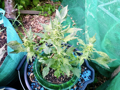 large.IMG_20230619_202837_033.jpeg.72b220338ce7b2fefb030a1d8da27ad0.jpeg large.IMG_20230619_202837_033.jpeg.72b220338ce7b2fefb030a1d8da27ad0.jpeg