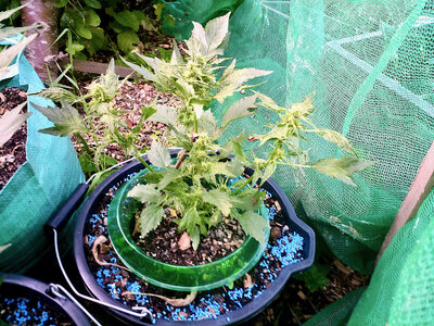 large.IMG_20230619_202847_325.jpeg.b955e180c0661149ad87e018a92f3244.jpeg large.IMG_20230619_202847_325.jpeg.b955e180c0661149ad87e018a92f3244.jpeg