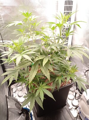 Grow 4 Day 29.jpg Grow 4 Day 29.jpg