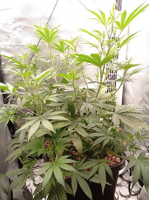 Grow 4 Day 32.jpg Grow 4 Day 32.jpg