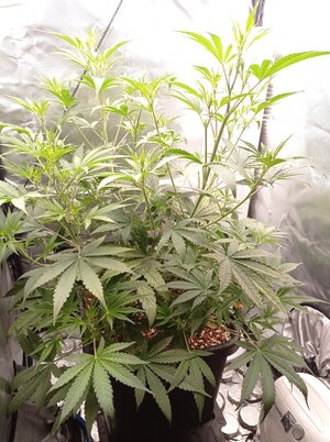 Grow 4 Day 33.jpg Grow 4 Day 33.jpg