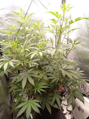 Grow 4 Day 34.jpg Grow 4 Day 34.jpg