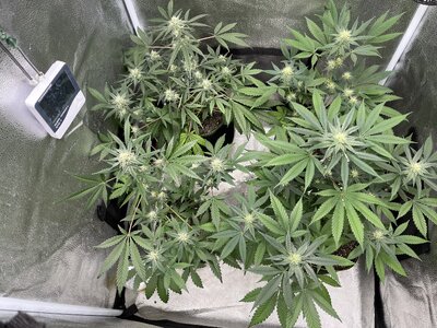 IMG_0776.jpeg IMG_0776.jpeg