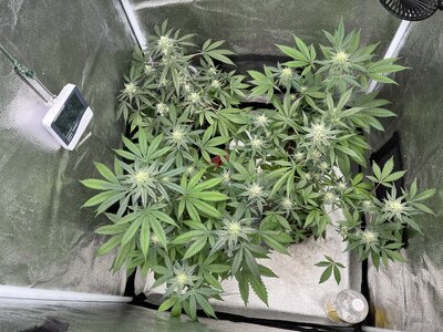 IMG_0778.jpeg IMG_0778.jpeg