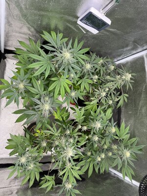 IMG_0780.jpeg IMG_0780.jpeg