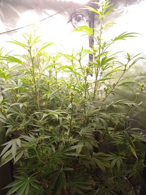 Grow 4 Day 43.jpg Grow 4 Day 43.jpg