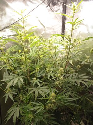 Grow 4 Day 44.jpg Grow 4 Day 44.jpg