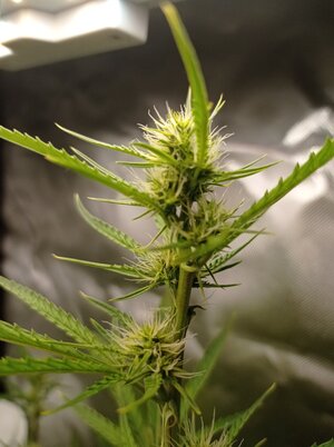 Grow 4 Day 44b.jpg Grow 4 Day 44b.jpg