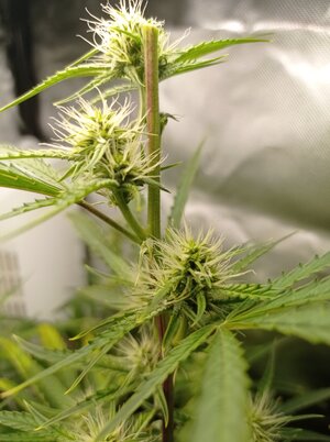 Grow 4 Day 47c.jpg Grow 4 Day 47c.jpg