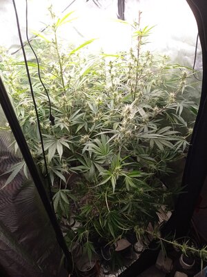 Grow 4 Day 49.jpg Grow 4 Day 49.jpg