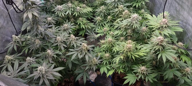 20230706_234254.jpg 20230706_234254.jpg