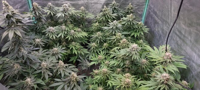 20230706_234247.jpg 20230706_234247.jpg