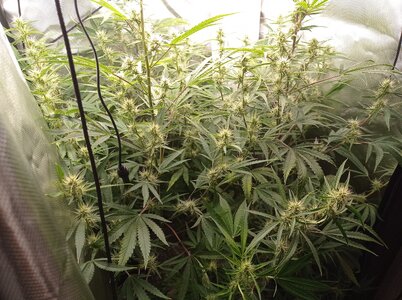 Grow 4 Day 50a.jpg