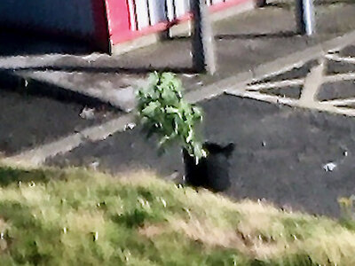 large.IMG_20230711_191259_775.jpeg.4dc7a46b20c1184ece08768ae6044417.jpeg large.IMG_20230711_191259_775.jpeg.4dc7a46b20c1184ece08768ae6044417.jpeg