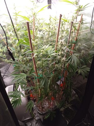 Grow 4 Day 51.jpg