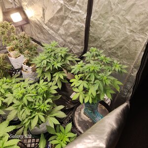 16899802843102970151764859697728.jpg 16899802843102970151764859697728.jpg