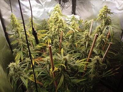 Grow 4 Day 67a.jpg