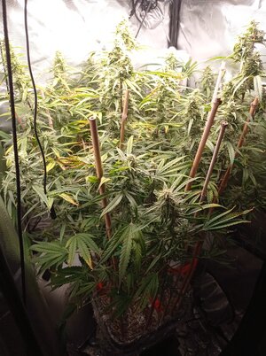 Grow 4 Day 64.jpg Grow 4 Day 64.jpg