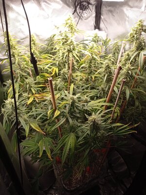 Grow 4 Day 65.jpg Grow 4 Day 65.jpg