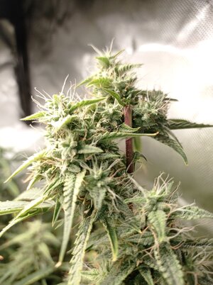 Grow 4 Day 65b.jpg Grow 4 Day 65b.jpg