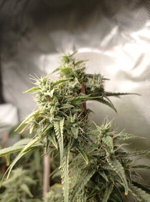 Grow 4 Day 66b.jpg Grow 4 Day 66b.jpg