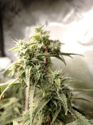 Grow 4 Day 67b.jpg Grow 4 Day 67b.jpg