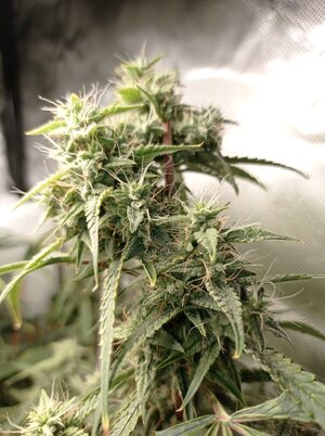 Grow 4 Day 68b.jpg Grow 4 Day 68b.jpg