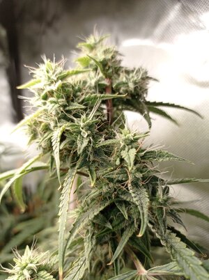 Grow 4 Day 70b.jpg Grow 4 Day 70b.jpg