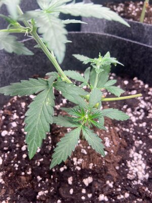 mimosa quebrada manchas.jpeg mimosa quebrada manchas.jpeg