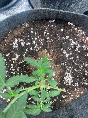 mimosa quebrada.jpeg mimosa quebrada.jpeg