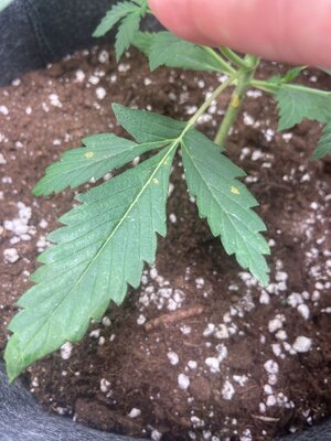 manchas perto.jpeg manchas perto.jpeg