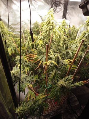 Grow 4 Day 72.jpg Grow 4 Day 72.jpg