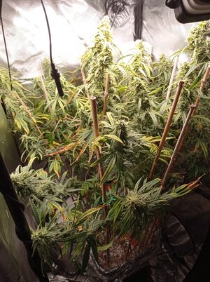 Grow 4 Day 73.jpg Grow 4 Day 73.jpg