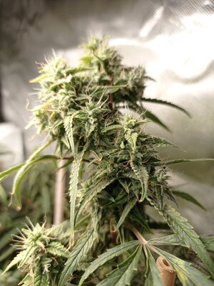 Grow 4 Day 73b.jpg Grow 4 Day 73b.jpg