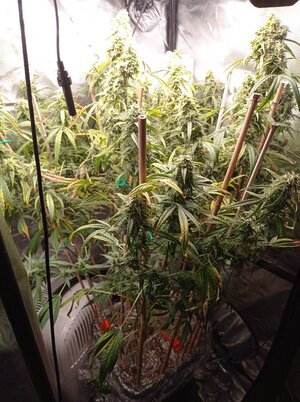 Grow 4 Day 74.jpg Grow 4 Day 74.jpg