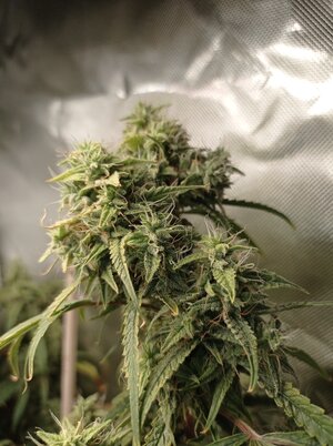 Grow 4 Day 75b.jpg Grow 4 Day 75b.jpg