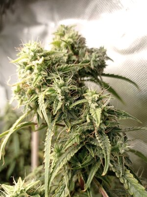 Grow 4 Day 76b.jpg Grow 4 Day 76b.jpg