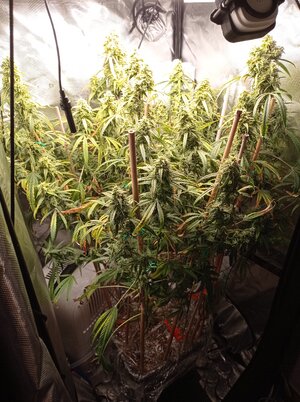 Grow 4 Day 77.jpg Grow 4 Day 77.jpg