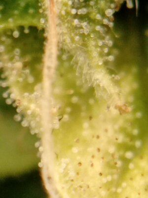 Grow 4 Day 77r.jpg Grow 4 Day 77r.jpg