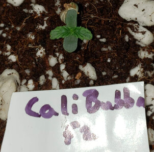 CB.1_day1.jpg CB.1_day1.jpg