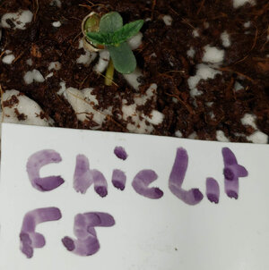 CL.1_day1.jpg CL.1_day1.jpg