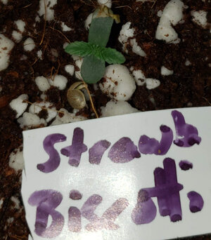 SB.1_day1.jpg SB.1_day1.jpg