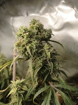 Grow 4 Day 78b.jpg Grow 4 Day 78b.jpg