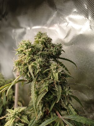 Grow 4 Day 79b.jpg Grow 4 Day 79b.jpg