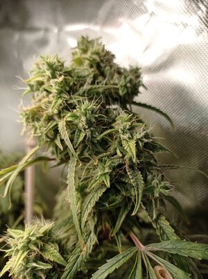 Grow 4 Day 80b.jpg Grow 4 Day 80b.jpg