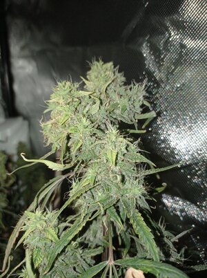 Grow 4 Day 82b.jpg Grow 4 Day 82b.jpg